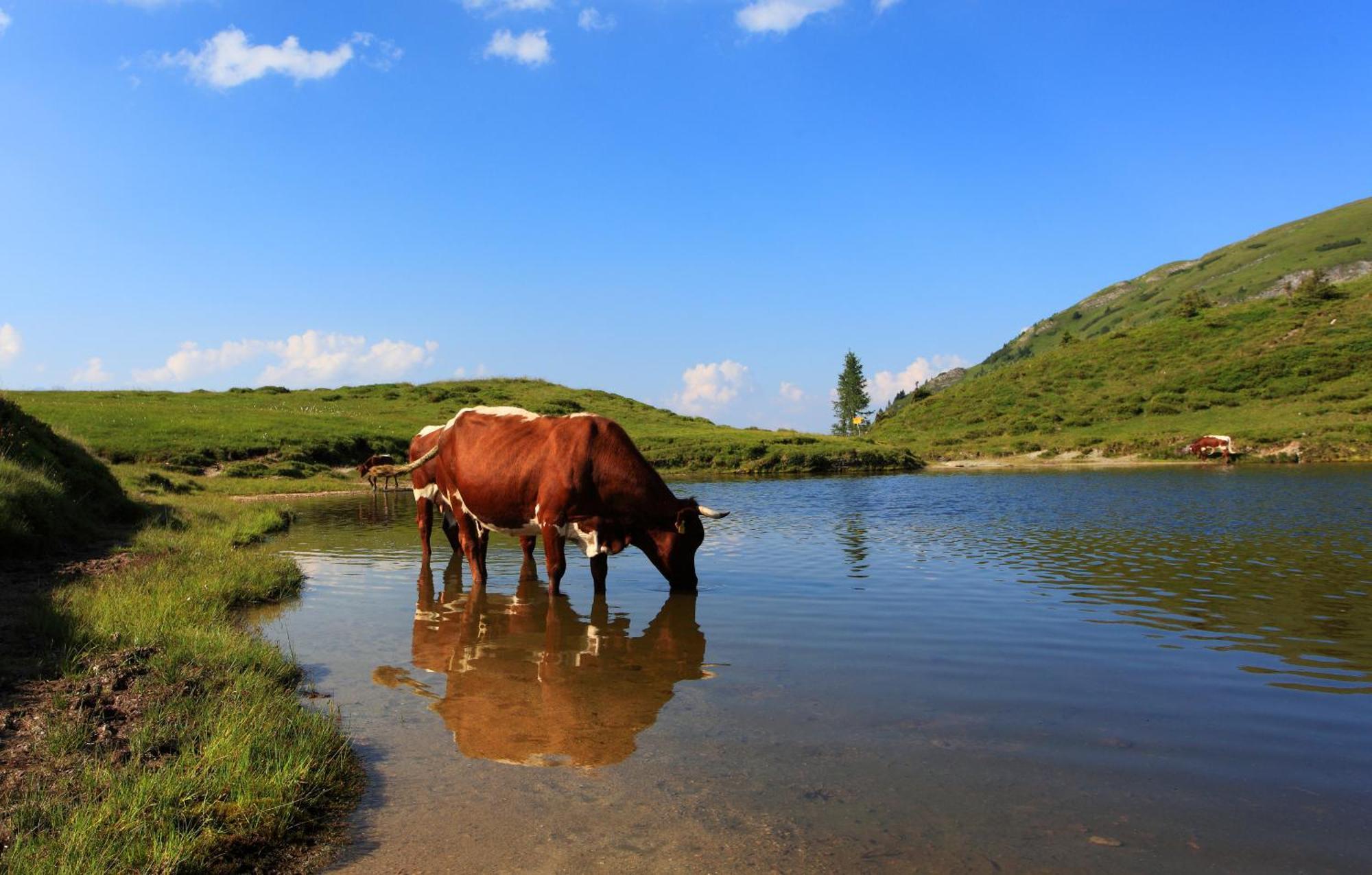 Ferienparadies Taxen Sankt Veit im Pongau Ngoại thất bức ảnh